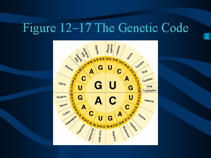 Section 12 -3 Figure 12– 17 The Genetic Code 