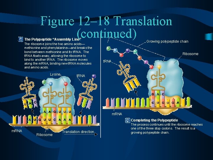 Figure 12– 18 Translation (continued) Section 12 -3 The Polypeptide “Assembly Line” The ribosome