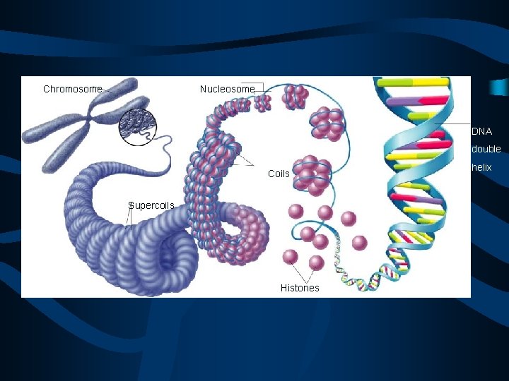 Chromosome Nucleosome DNA double Coils Supercoils Histones helix 