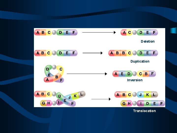 Deletion Duplication Inversion Translocation 