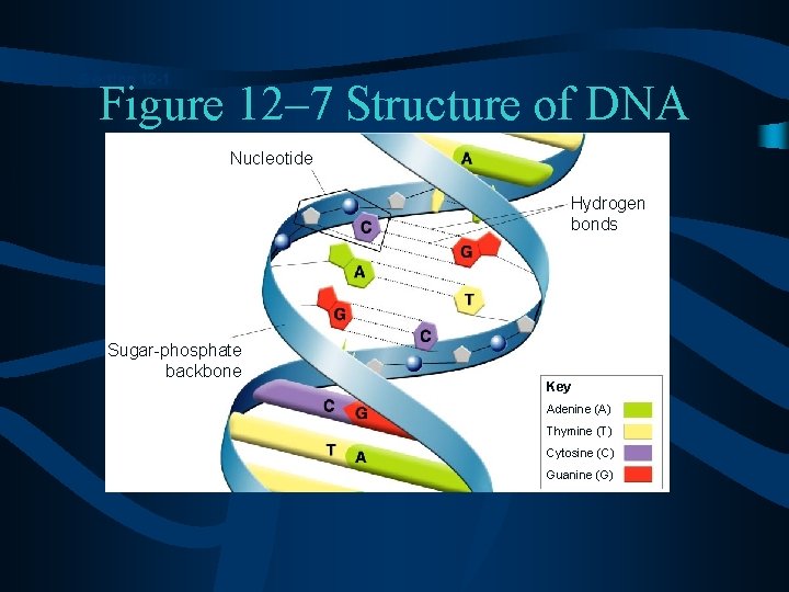 Section 12 -1 Figure 12– 7 Structure of DNA Nucleotide Hydrogen bonds Sugar-phosphate backbone