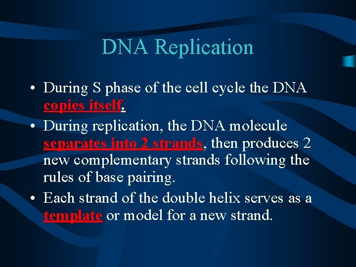 DNA Replication • During S phase of the cell cycle the DNA copies itself.