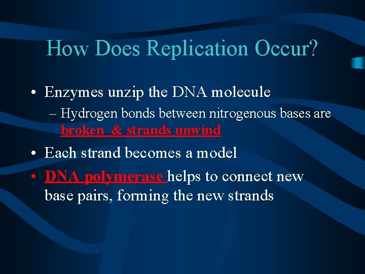 How Does Replication Occur? • Enzymes unzip the DNA molecule – Hydrogen bonds between