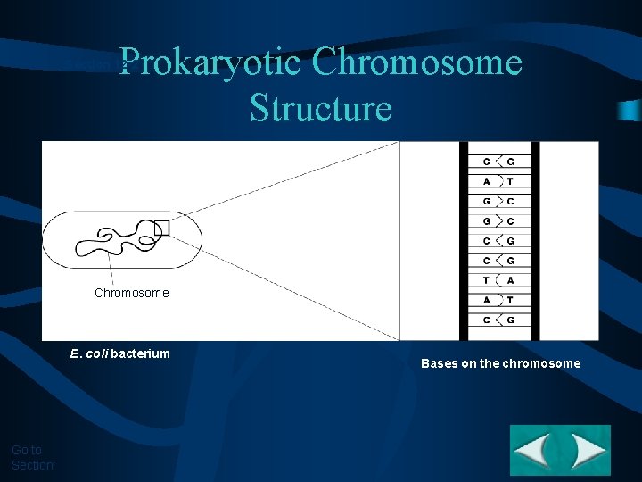 Prokaryotic Chromosome Structure Section 12 -2 Chromosome E. coli bacterium Go to Section: Bases