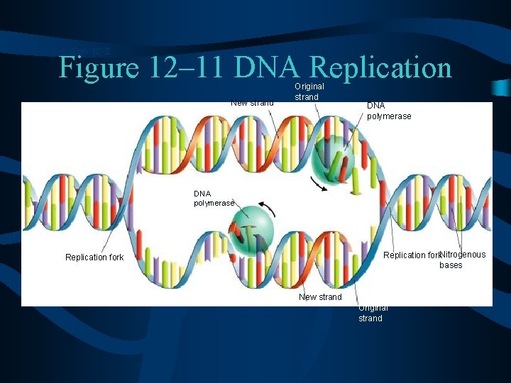 Section 12 -2 Figure 12– 11 DNA Replication New strand Original strand DNA polymerase