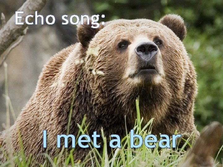 Echo song: I met a bear 