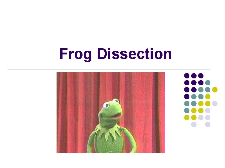 Frog Dissection 
