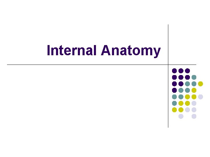 Internal Anatomy 