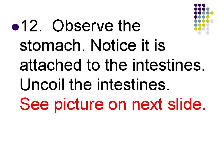 l 12. Observe the stomach. Notice it is attached to the intestines. Uncoil the
