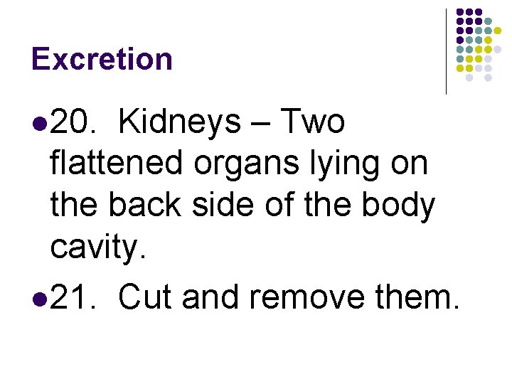 Excretion l 20. Kidneys – Two flattened organs lying on the back side of