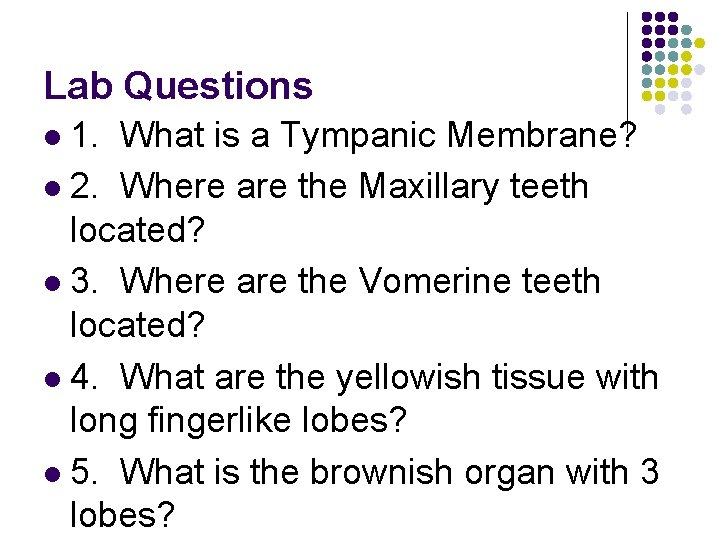 Lab Questions 1. What is a Tympanic Membrane? l 2. Where are the Maxillary
