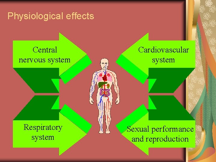 Physiological effects Central nervous system Respiratory system Cardiovascular system Sexual performance and reproduction 