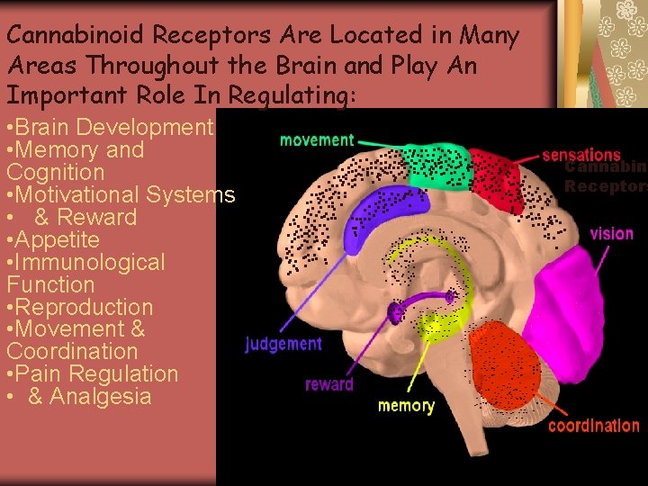 Cannabinoid Receptors Are Located in Many Areas Throughout the Brain and Play An Important