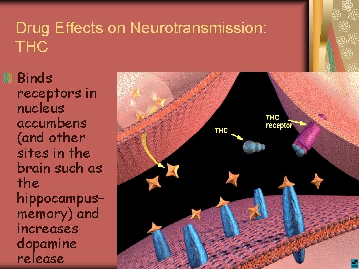 Drug Effects on Neurotransmission: THC Binds receptors in nucleus accumbens (and other sites in