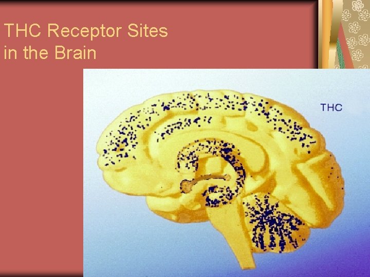 THC Receptor Sites in the Brain 