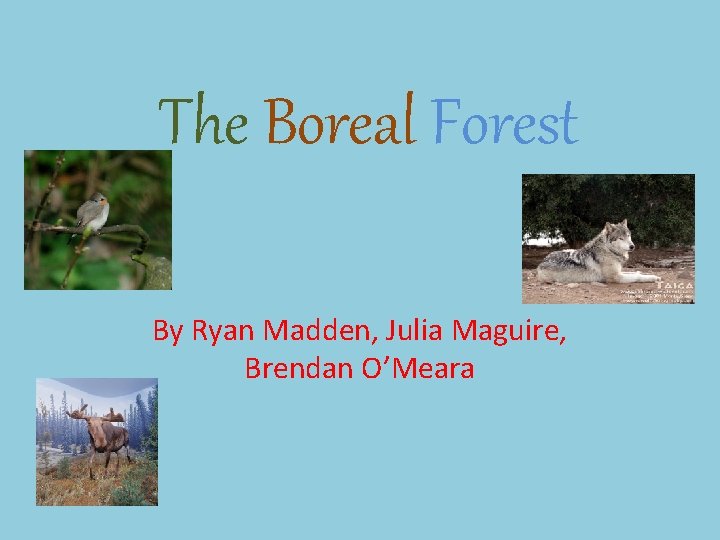 The Boreal Forest By Ryan Madden, Julia Maguire, Brendan O’Meara 