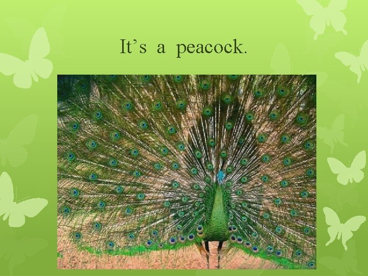 It’s a peacock. 