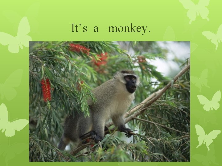 It’s a monkey. 