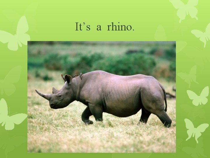 It’s a rhino. 