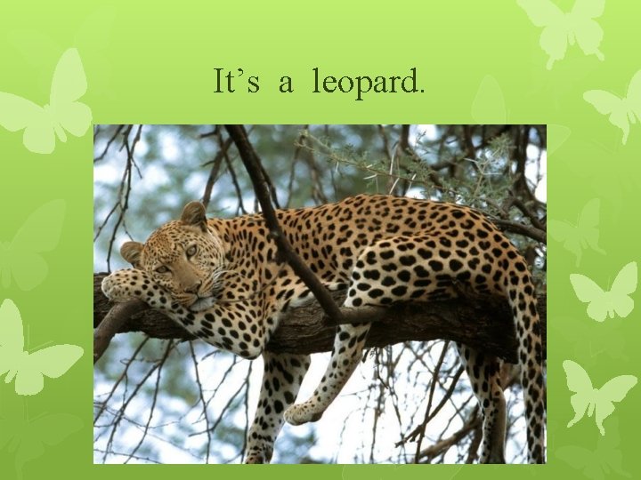 It’s a leopard. 