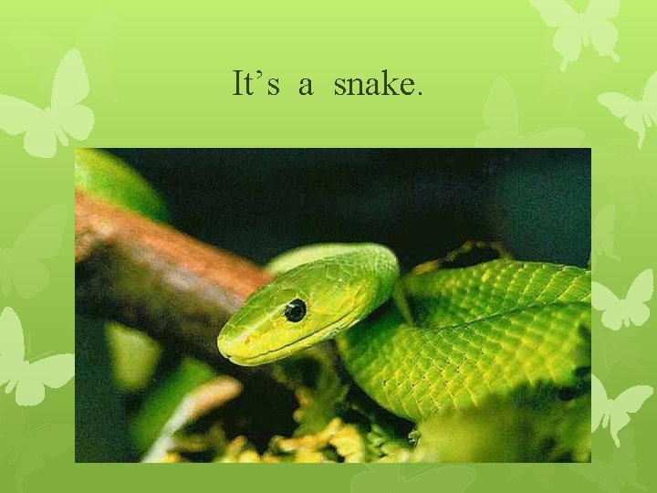 It’s a snake. 