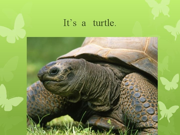 It’s a turtle. 