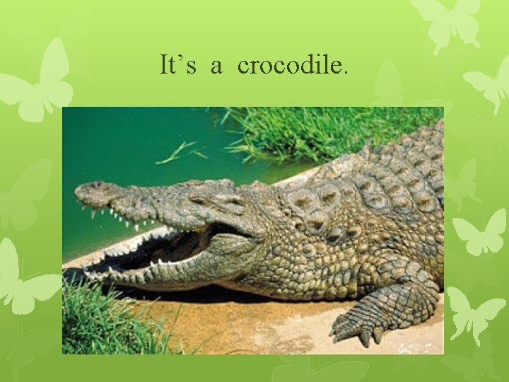 It’s a crocodile. 