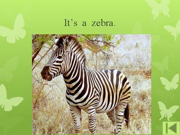 It’s a zebra. 
