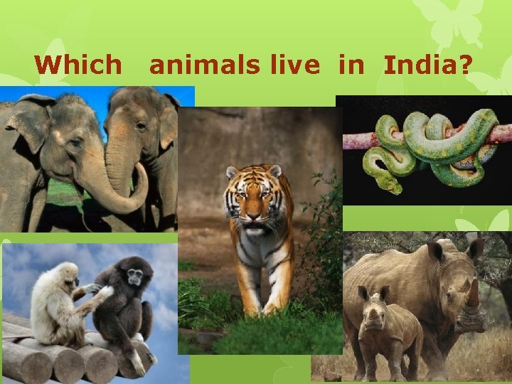 Which animals live in India? 