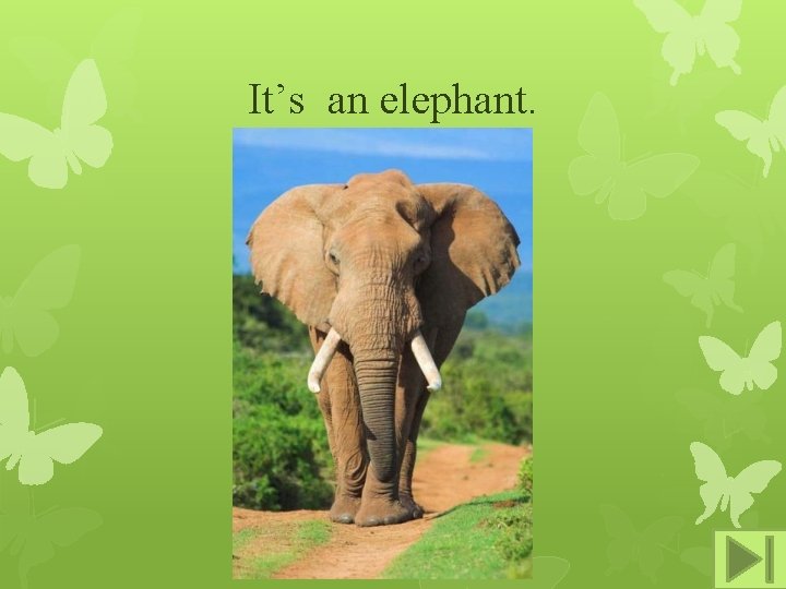 It’s an elephant. 