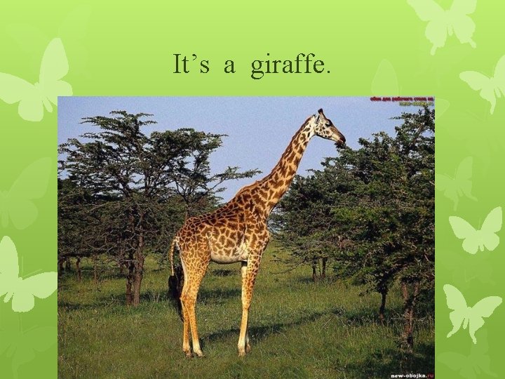 It’s a giraffe. 