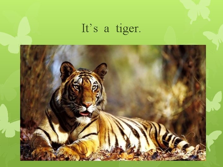 It’s a tiger. 