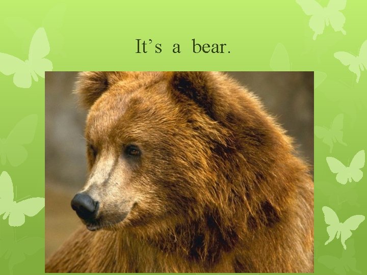 It’s a bear. 