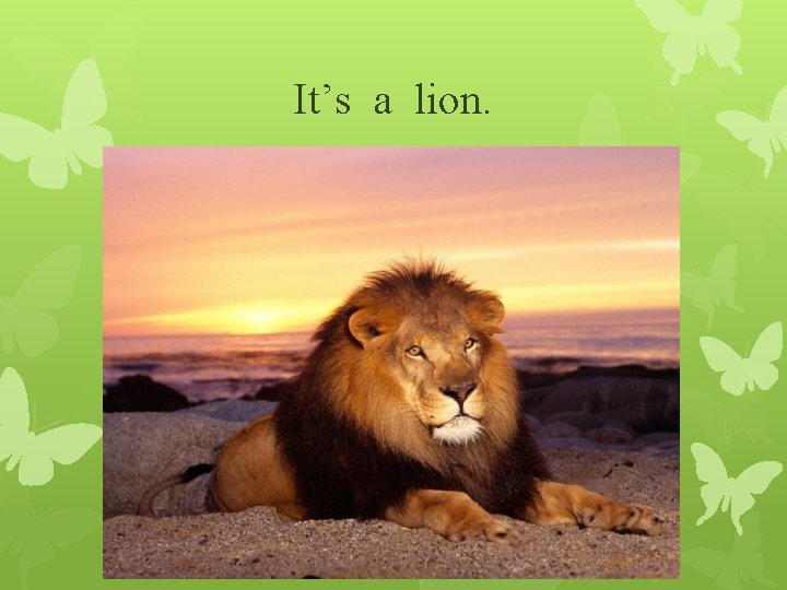 It’s a lion. 