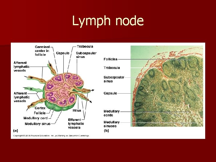 Lymph node 
