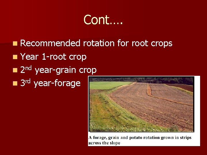 Cont…. n Recommended rotation for root crops n Year 1 -root crop n 2