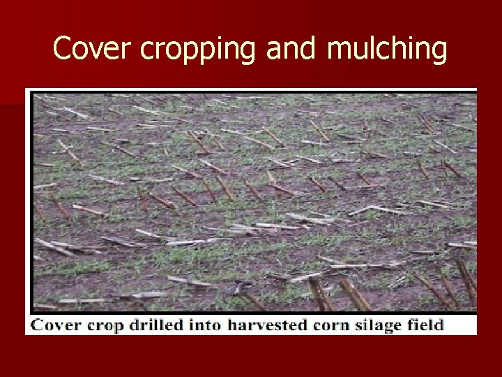 Cover cropping and mulching 