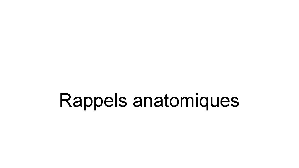 Rappels anatomiques 