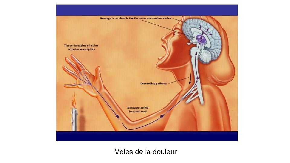 Voies de la douleur 