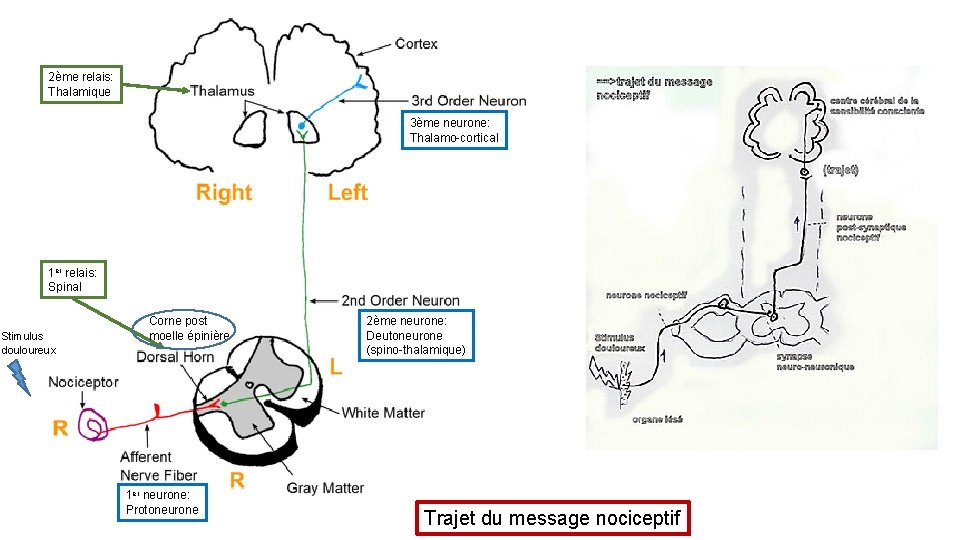 2ème relais: Thalamique 3ème neurone: Thalamo-cortical 1 er relais: Spinal Stimulus douloureux Corne post