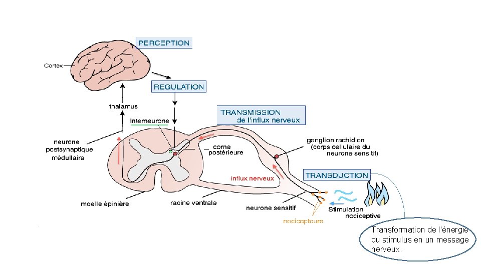 Transformation de l'énergie du stimulus en un message nerveux. 
