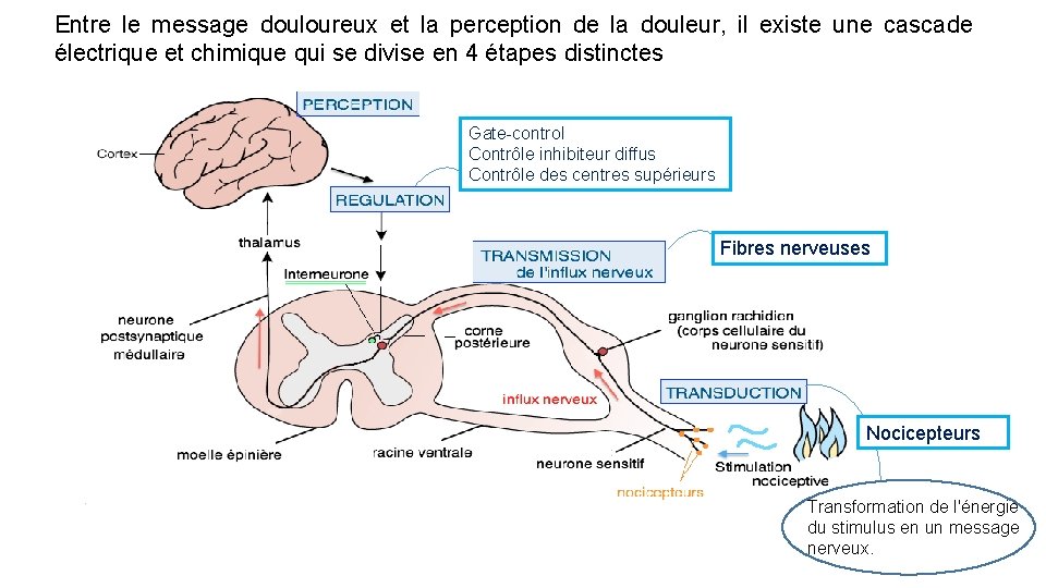 Entre le message douloureux et la perception de la douleur, il existe une cascade