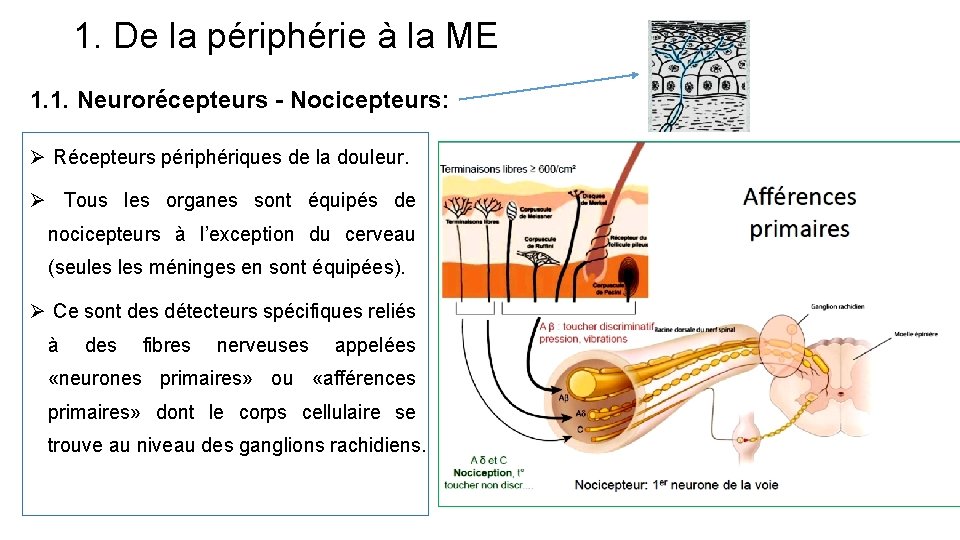 1. De la périphérie à la ME 1. 1. Neurorécepteurs - Nocicepteurs: Ø Récepteurs
