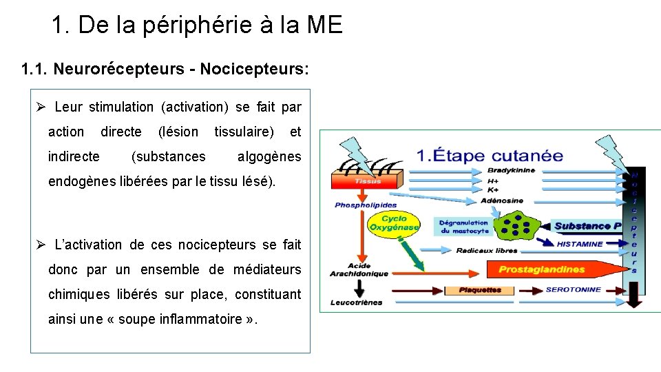 1. De la périphérie à la ME 1. 1. Neurorécepteurs - Nocicepteurs: Ø Leur