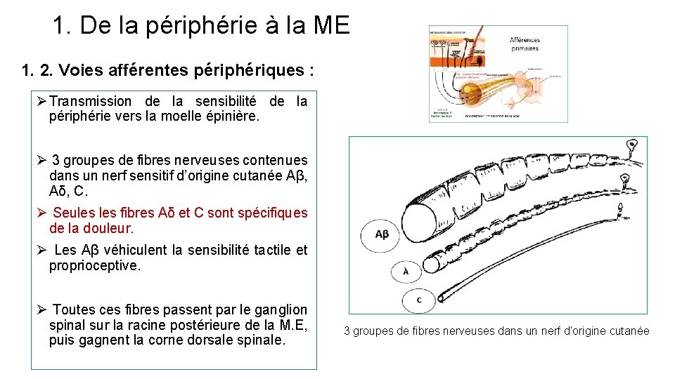 1. De la périphérie à la ME 1. 2. Voies afférentes périphériques : Ø