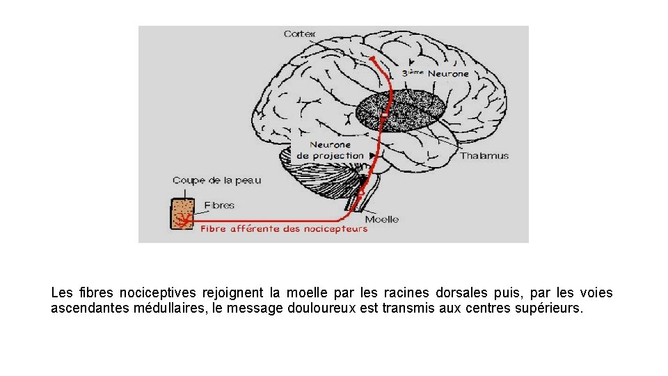 Les fibres nociceptives rejoignent la moelle par les racines dorsales puis, par les voies