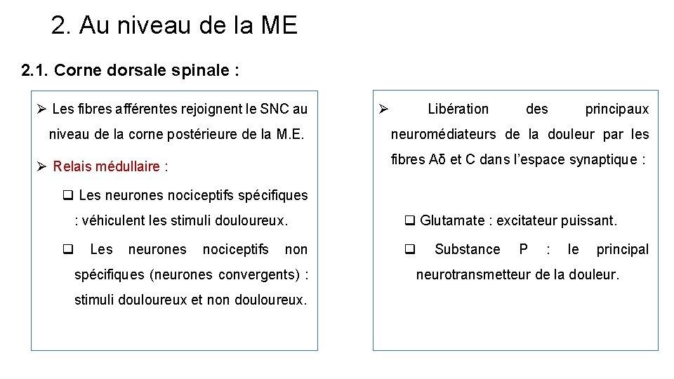 2. Au niveau de la ME 2. 1. Corne dorsale spinale : Ø Les