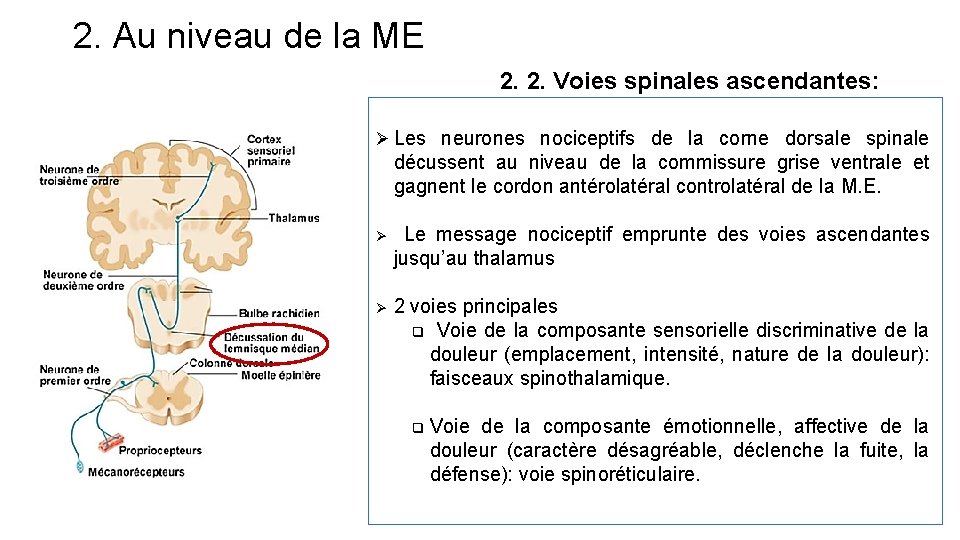 2. Au niveau de la ME 2. 2. Voies spinales ascendantes: Ø Les neurones