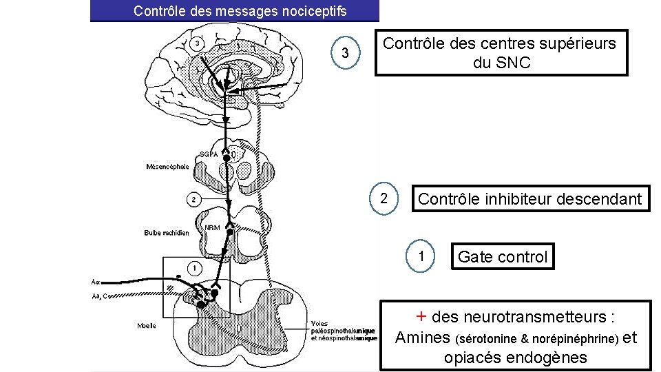 Contrôle des messages nociceptifs 3 Contrôle des centres supérieurs du SNC 2 Contrôle inhibiteur