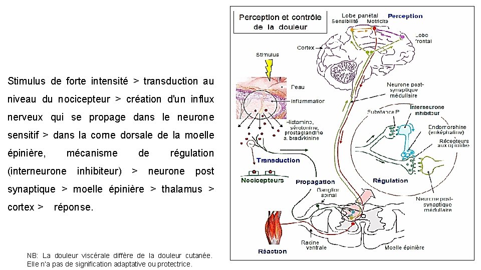 Stimulus de forte intensité > transduction au niveau du nocicepteur > création d'un influx